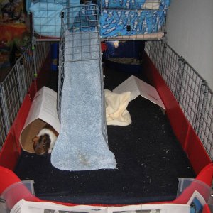 Cookie's and Oreo's cage #3