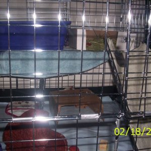 Gina and Semaj's new cage