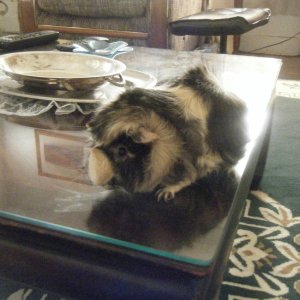Dory on the coffee table