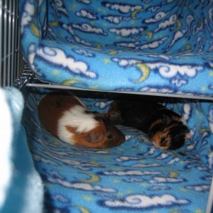 Cookie's and Oreo's bunkbed