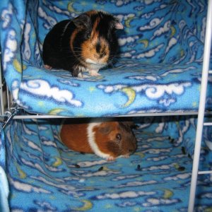 Cookie's and Oreo's bunkbed