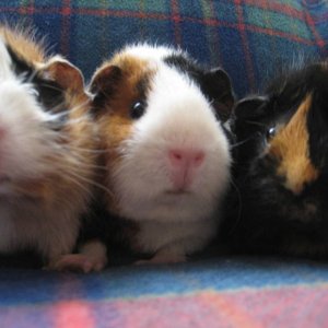 The three little pigs!