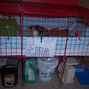Ella's Cage stand