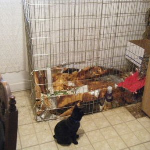 The guinea-pig hotel: A project