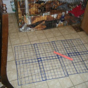 The guinea-pig hotel: A project - 2