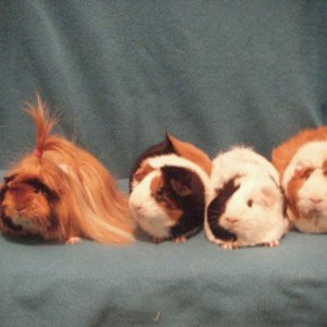 all my guinea pigs!