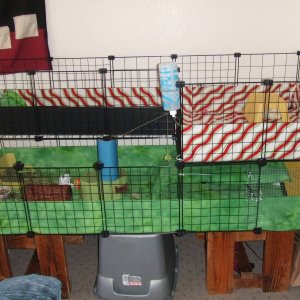 The Piggle Cage