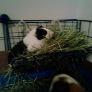 Oreo in the Hay Rack