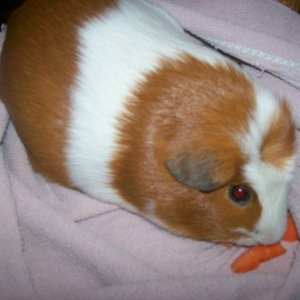 Jake eating his carrots like a good boy