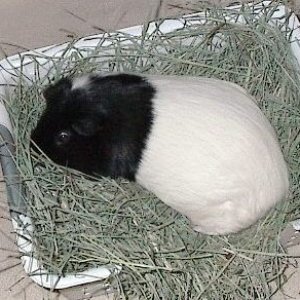 Rufus Napping in His Hay Bin