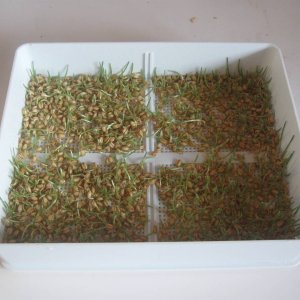 Half grown wheatgrass in sprouting tray