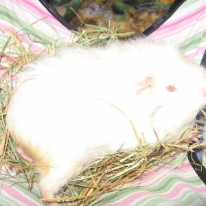 Scarlette laying in the hay hammock