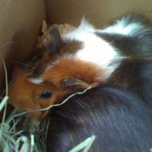 My new guinea pig Baby Munchkin
