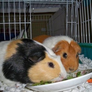 Marbles & Paige chowing down.