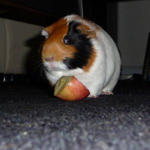 eating an apple slice