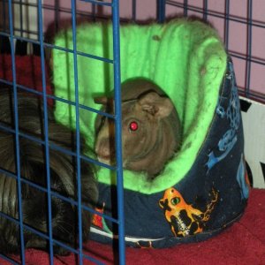 Oswald in his frog Cozy