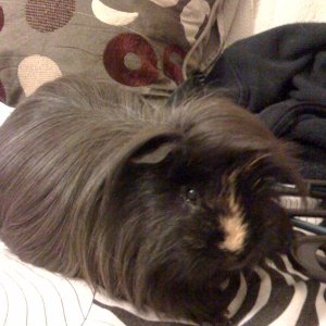 elvis the guinea pig firs day home