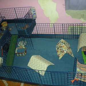 Our cage, with blue/multi-print bedding