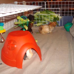 Bella, Patches and Lady's Cage