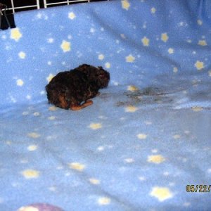 Newborn Baby Guinea Pig!