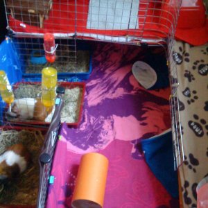 Patch and Fudge's upgraded cage