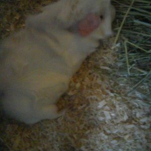My late Hippie eating hay.