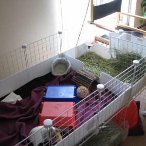 Messy Cage 1