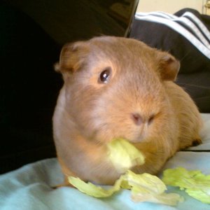 Peanut eating her lettuce.