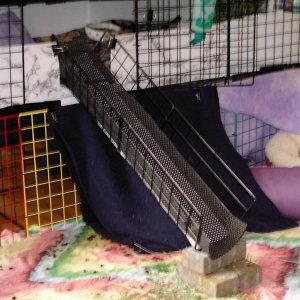 floortime to cage ramp