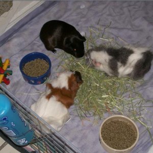 All Three Piggies!