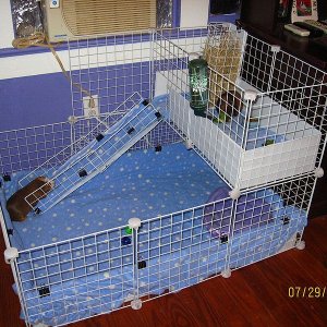 My Guinea Pig Cage