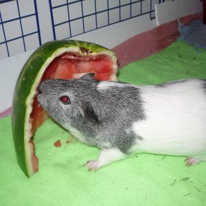 Summer time watermelon