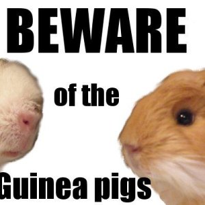 Beware of the Guinea Pigs