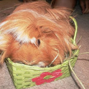 sitting in my basket with my hay