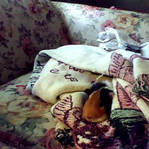 Piggy in a blanket