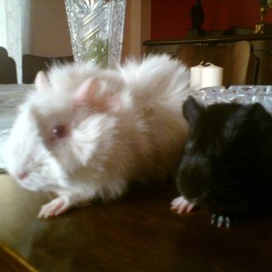 New Pigys :-)