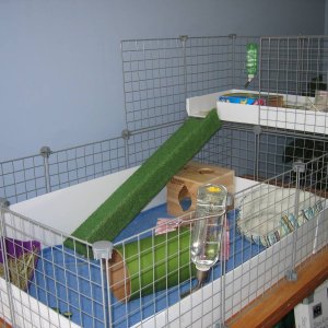 Fiver's New Cage!!