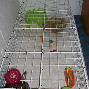 Lily's New Cage