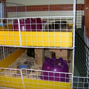 2 Level Cage with Pigs
