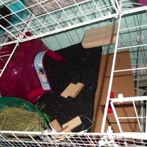Beans' cage- upper level