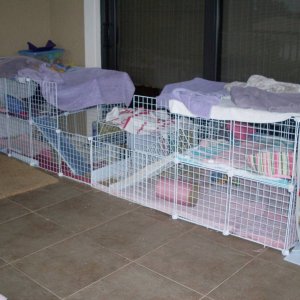 My 4 guinea pigs cage