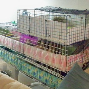 My new cage