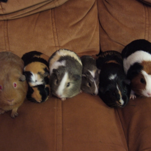 My Piggy family