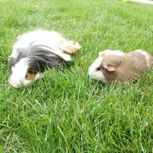 A Shot of Both Pigs in the Grass