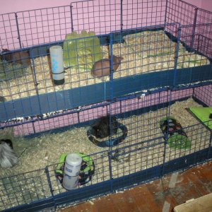 guinea pig Hi-Rise