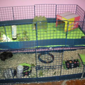 Two level cage