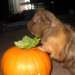 charlie and the pumpkin patch.