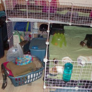 My New Cage for 10 Piggies