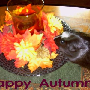Happy Autumn/Fall/Thanksgiving
