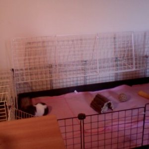 The Girl's  Cage!
